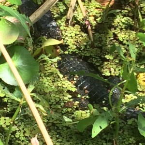 Gator Spotting in Jean Lafitte National Park, LA