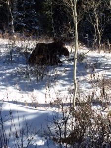 Moose, Salt Lake City, Utah