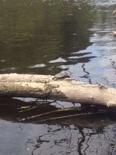 Milwaukee River Kayak Adventure