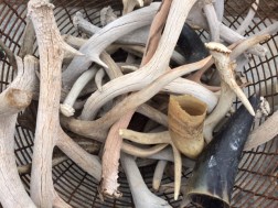 Randolph Street Market, Chicago