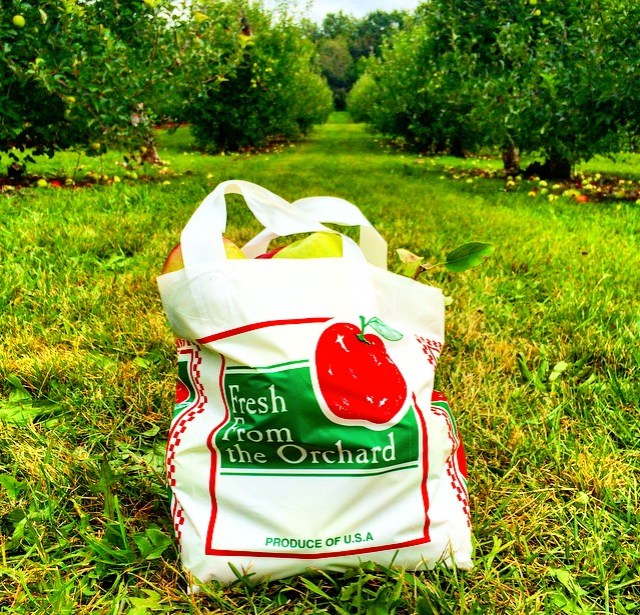 Oriole Springs Apple Orchard A Photo Blog