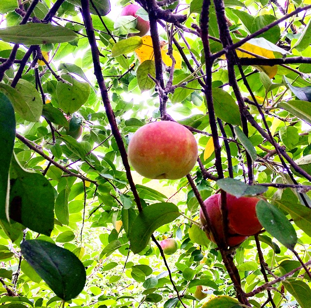 Oriole Springs Apple Orchard