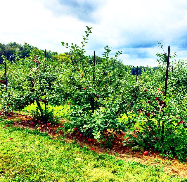 Oriole Springs Apple Orchard