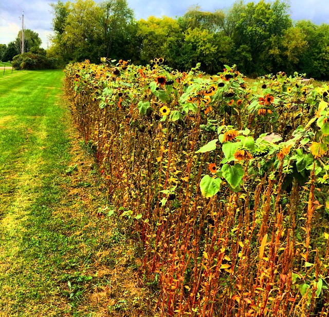 Oriole Springs Apple Orchard