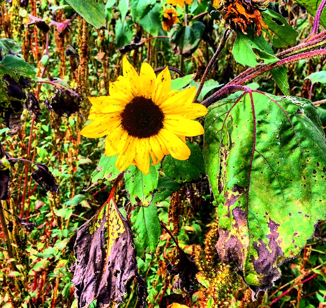 Oriole Springs Apple Orchard