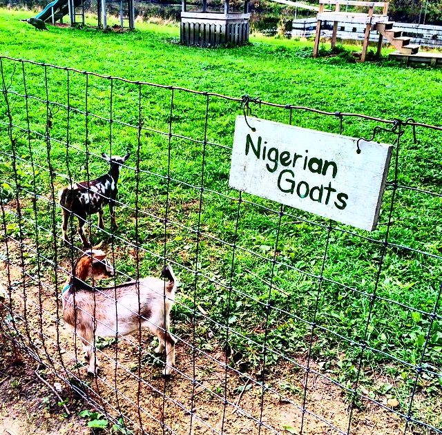 Oriole Springs Apple Orchard