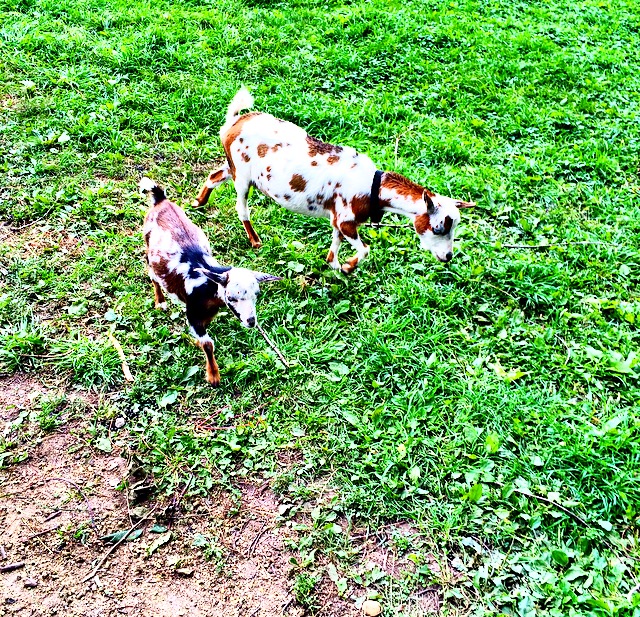 Oriole Springs Apple Orchard