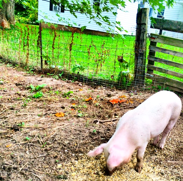 Oriole Springs Apple Orchard