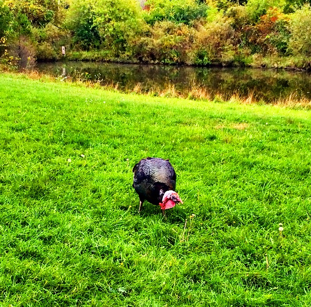 Oriole Springs Apple Orchard