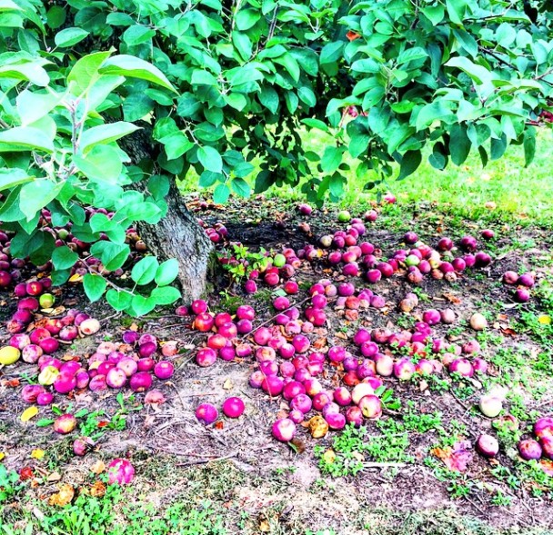 Harvest Time Orchards, Wisconsin, Apple Picking
