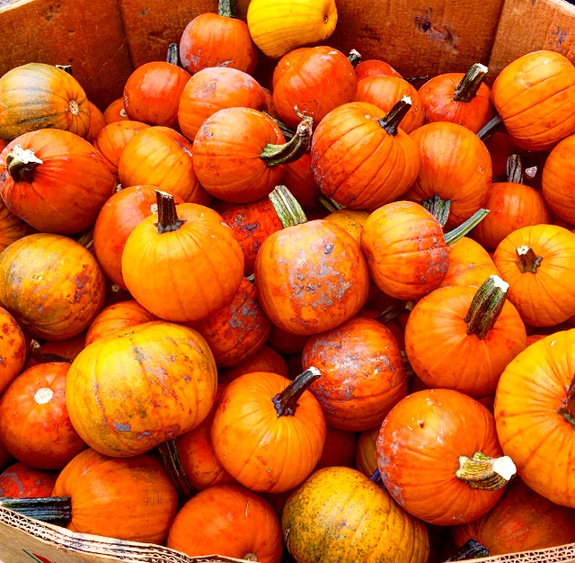 Oriole Springs Apple Orchard