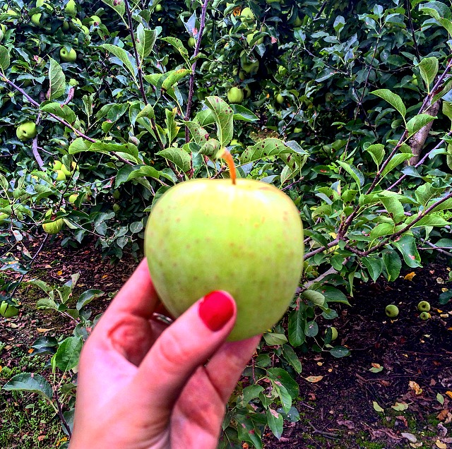 Oriole Springs Apple Orchard4