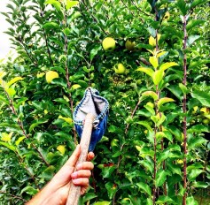 Oriole Springs Apple Orchard6