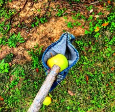 Oriole Springs Apple Orchard7