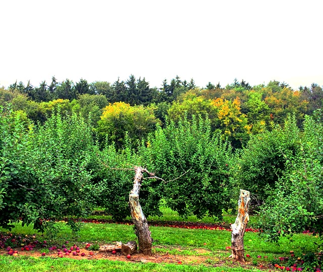 Oriole Springs Apple Orchard