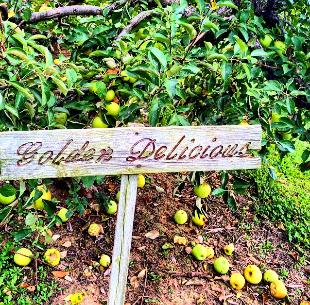 Oriole Springs Apple Orchard9