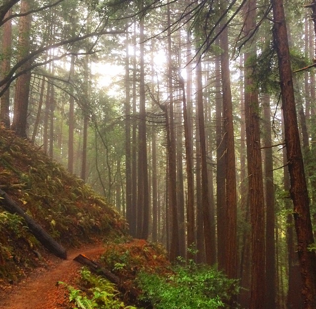 Muir Woods 5