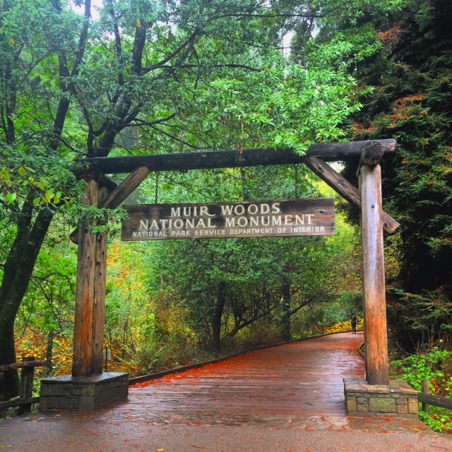 Muir Woods 6