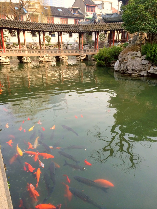 Coi Fish in Yu Garden, Shanghai