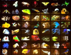 National Geographic Museum