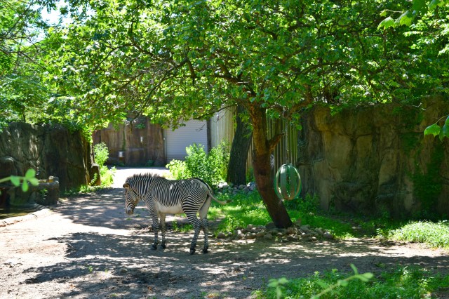 Lincoln Park Zoo, Chicago, RebeccaWanderlusting