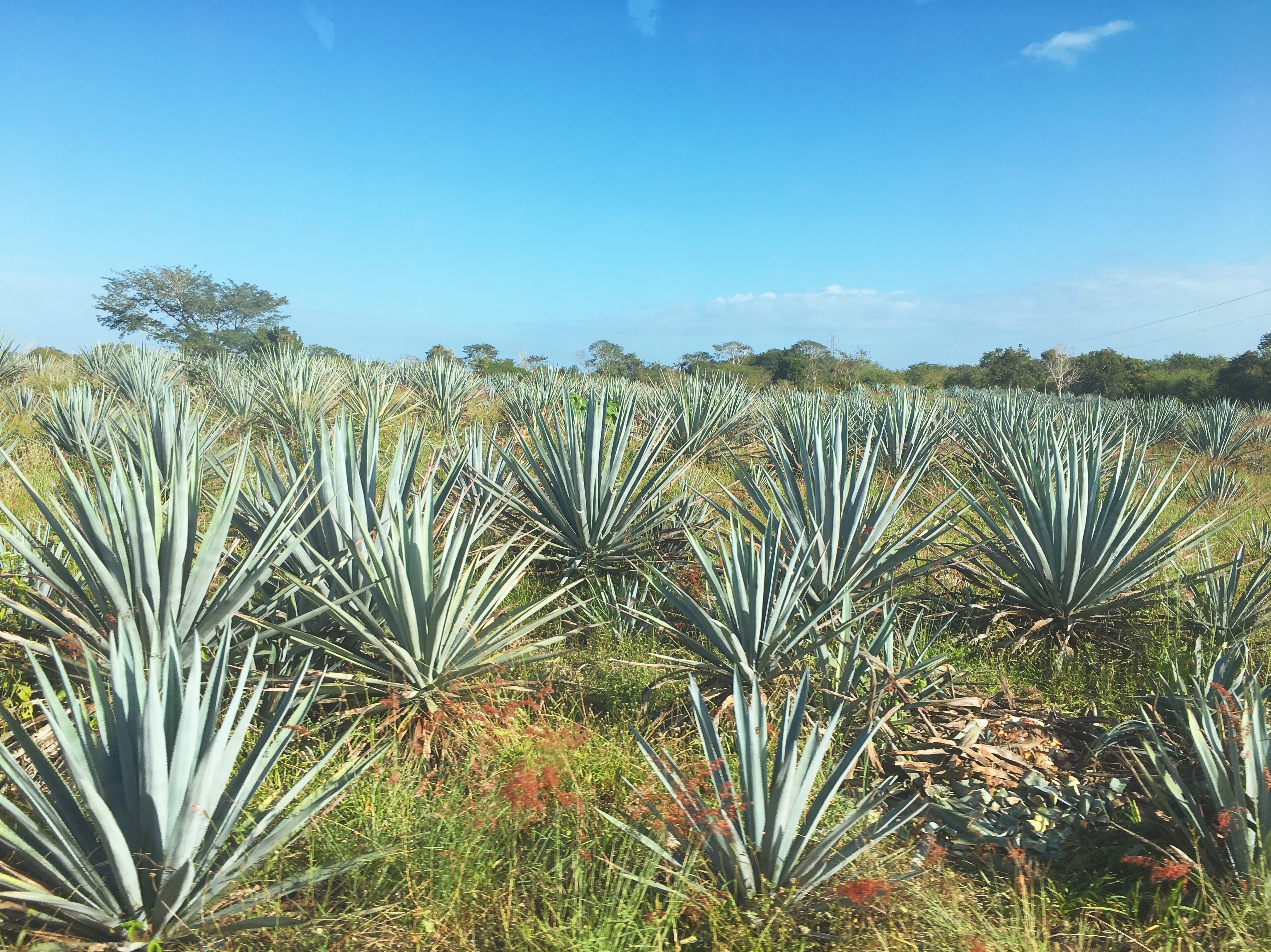 Touring Chichen Itza, Mexico, RebeccaWanderlusting