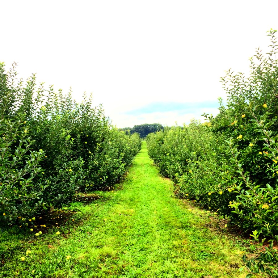 Harvest Time Orchards, Wisconsin, Apple Picking