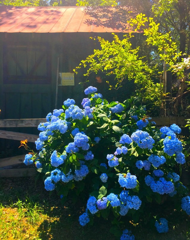 Hydrangeas, Falling Water, TN, RebeccaWanderlusting