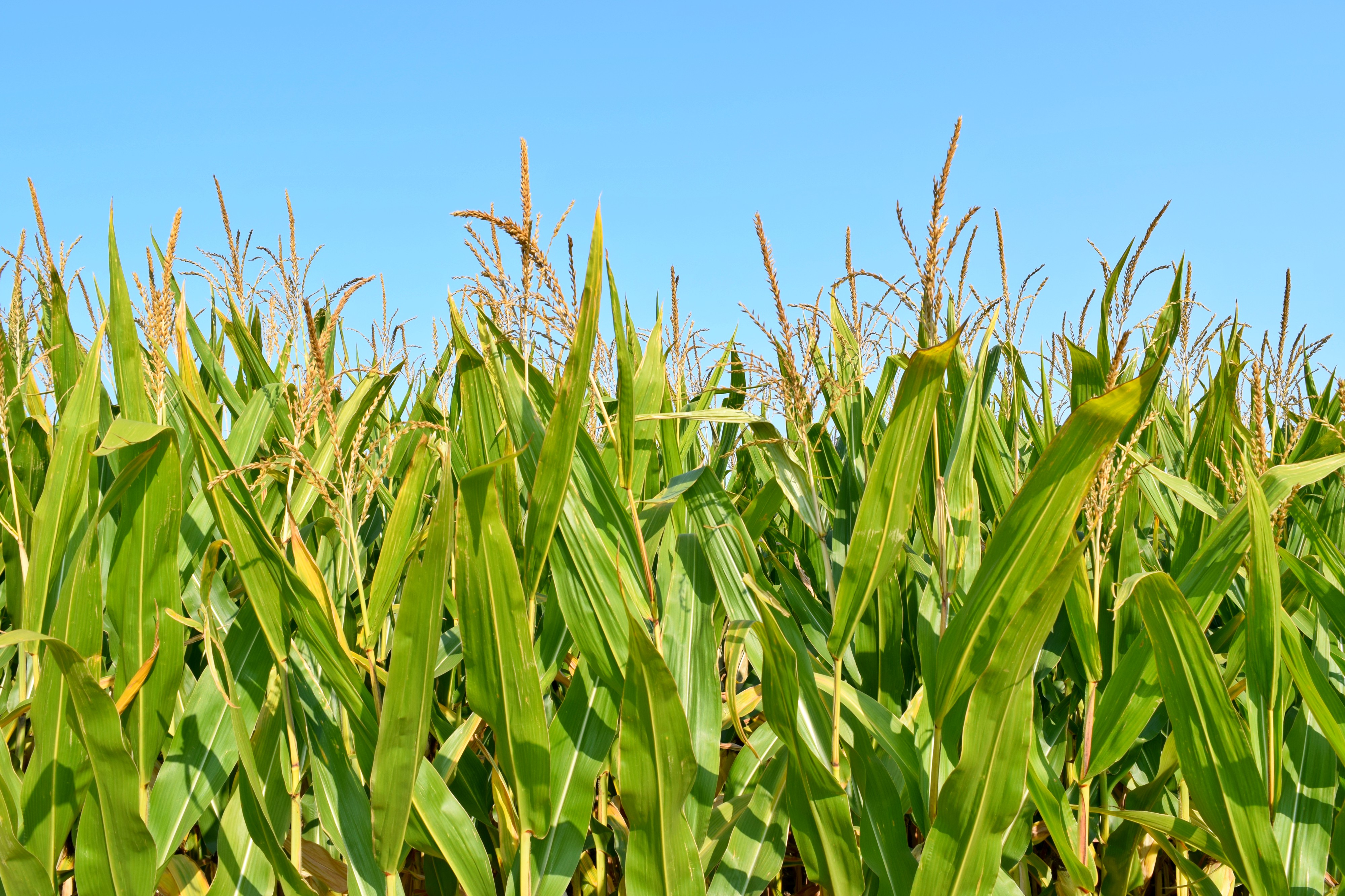 Ode to My Hometown: Johnsburg, IL | RebeccaWanderlusting