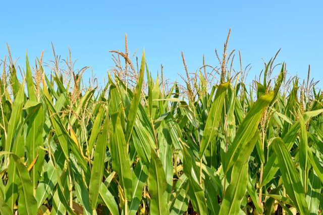 Ode to My Hometown: Johnsburg, IL | RebeccaWanderlusting