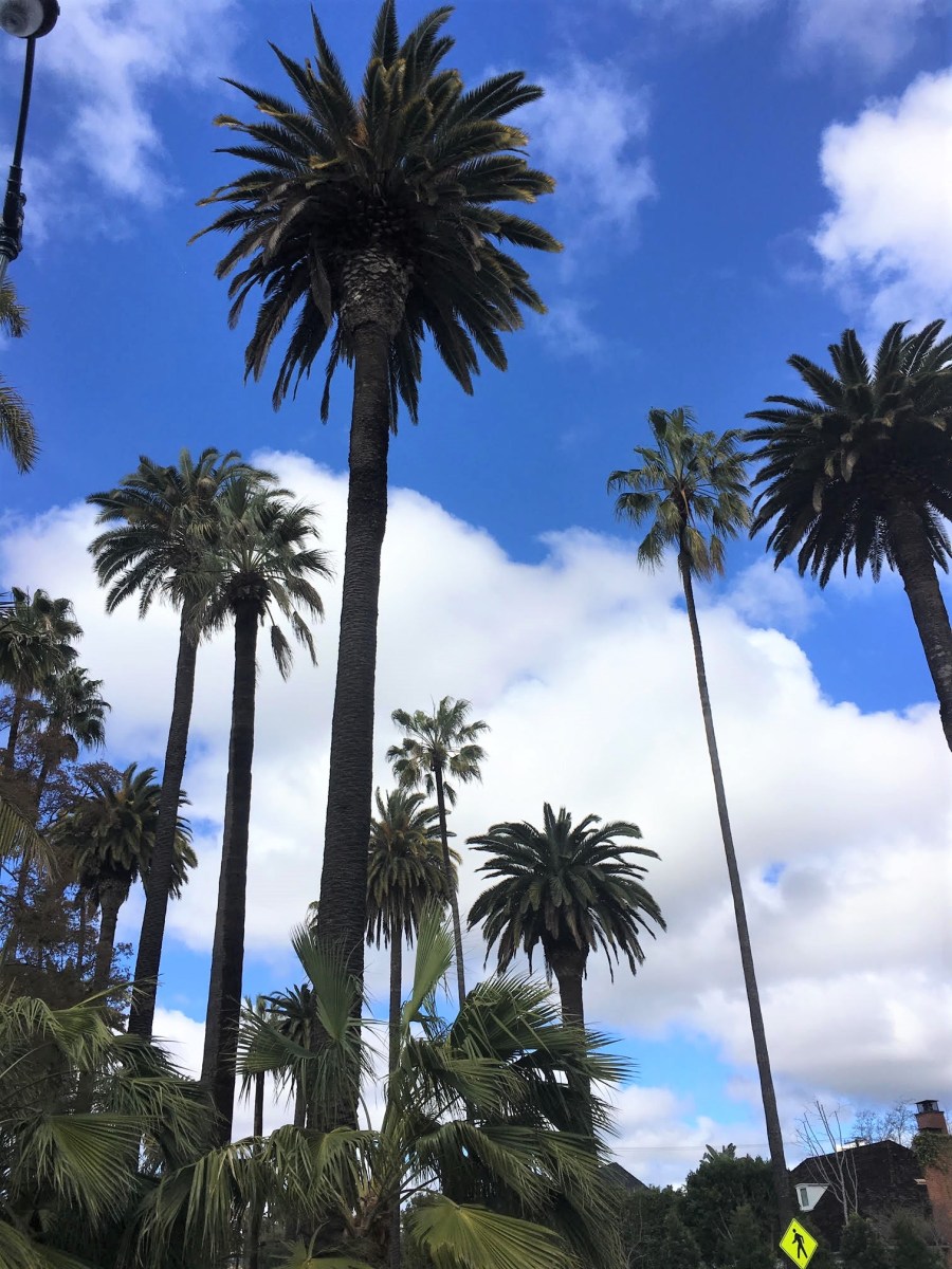 Los Angeles, California, LA, Palm Trees