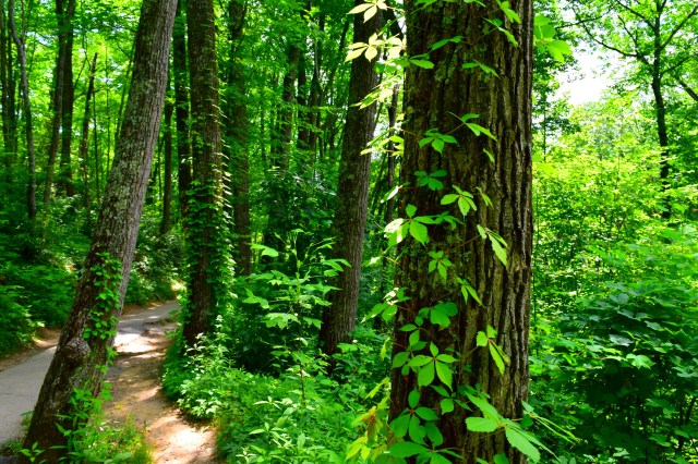 Laurel Falls, RebeccaWanderlusting