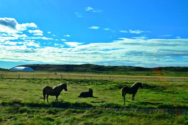 Icelandic Horses, South Coast Tour, RebeccaWanderlusting