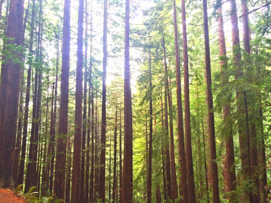 National Parks Service, Top Five Friday