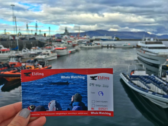 Elding Whale Watching Tour, Reykjavik, RebeccaWanderlusting