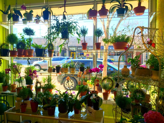 New Design Floral, Grand Rapids, Michigan