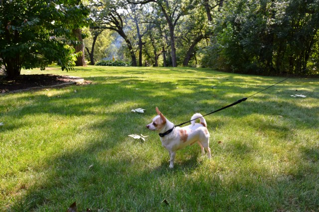 Ode to My Hometown: Johnsburg, IL | RebeccaWanderlusting