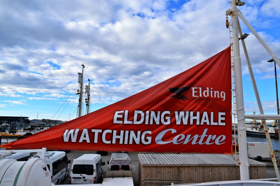 Elding Whale Watching Tour, Reykjavik, RebeccaWanderlusting