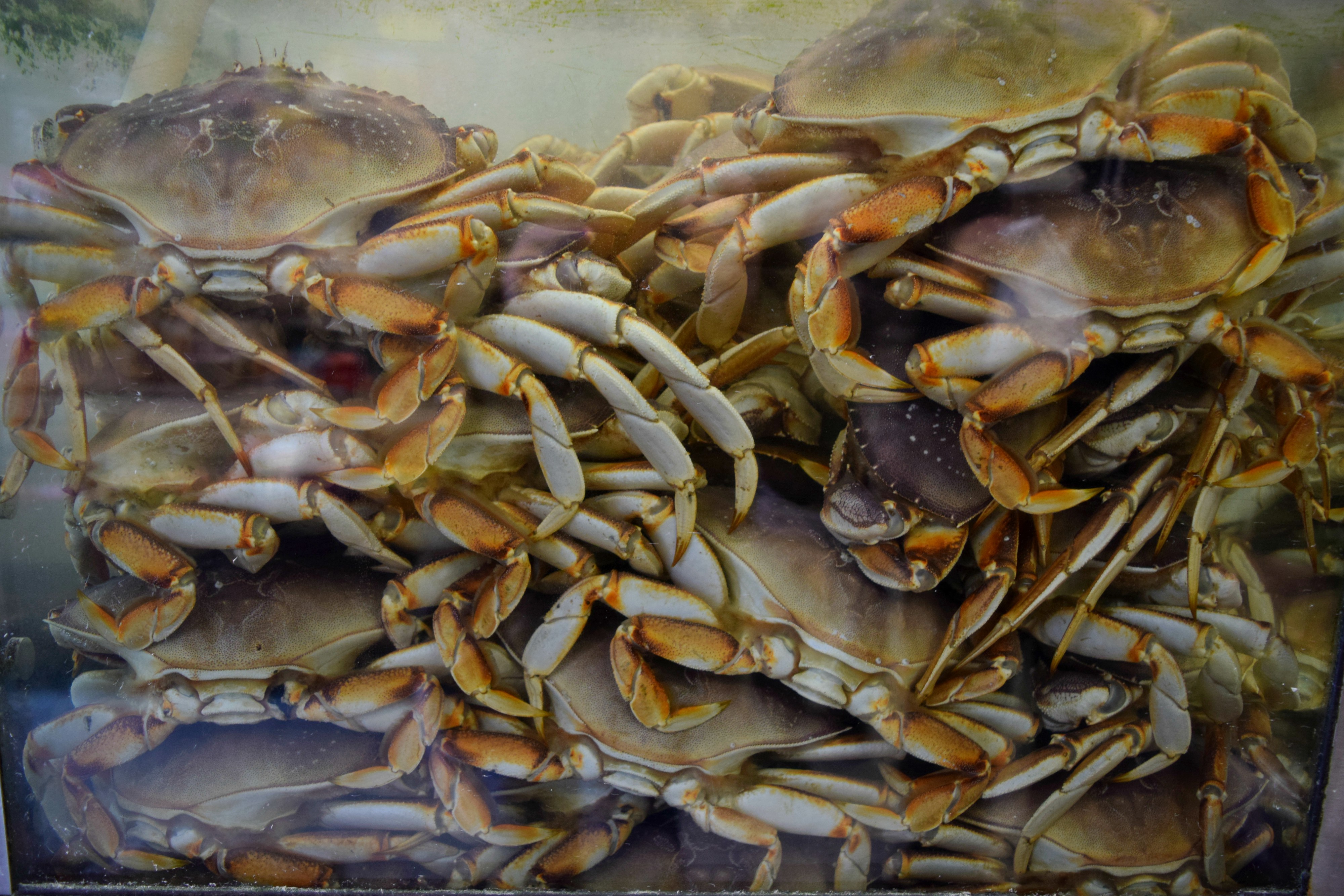 Neighborhood Spotlight Chinatown, Chicago, RebeccaWanderlusting