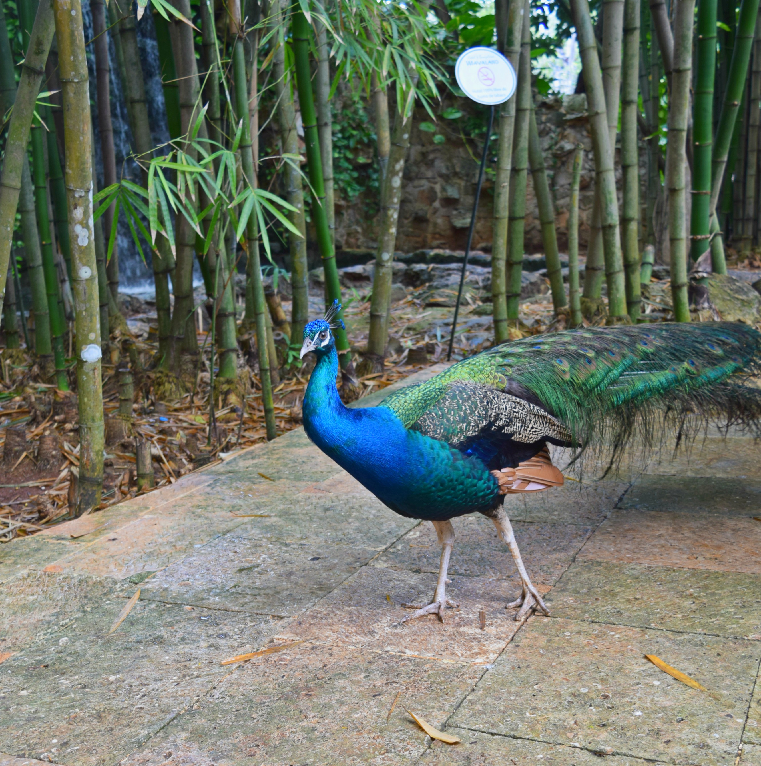 Touring Chichen Itza, Mexico, RebeccaWanderlusting