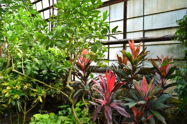 Lincoln Park Conservatory, Chicago, RebeccaWanderlusting